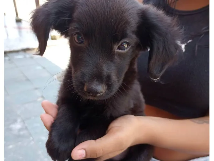 Cachorro ra a SRD idade Abaixo de 2 meses nome Sem nome