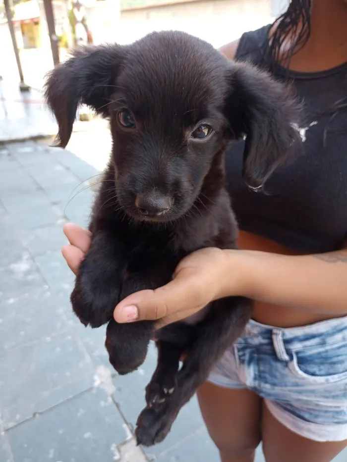Cachorro ra a SRD idade Abaixo de 2 meses nome Sem nome