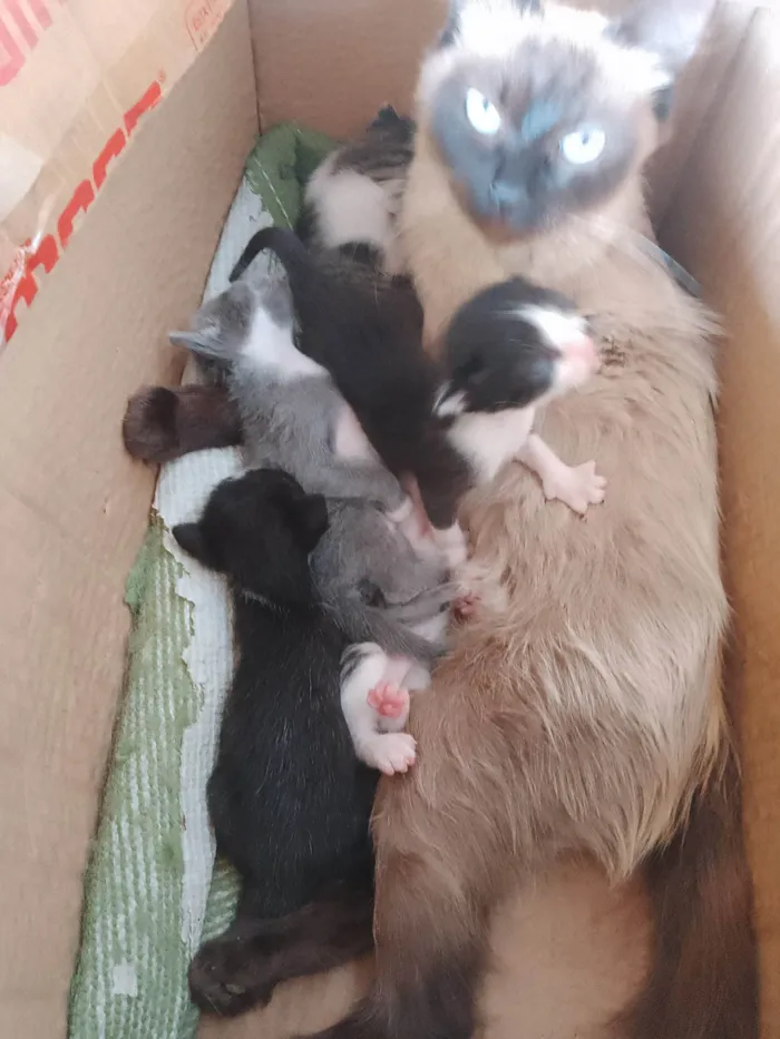 Gato raça SRD-ViraLata idade Abaixo de 2 meses nome Não definido