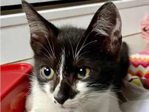Gato raça Srd idade 2 a 6 meses nome Paulinho , negativo fiv felv