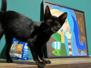 Gato raça Srd idade 2 a 6 meses nome Mikaela 