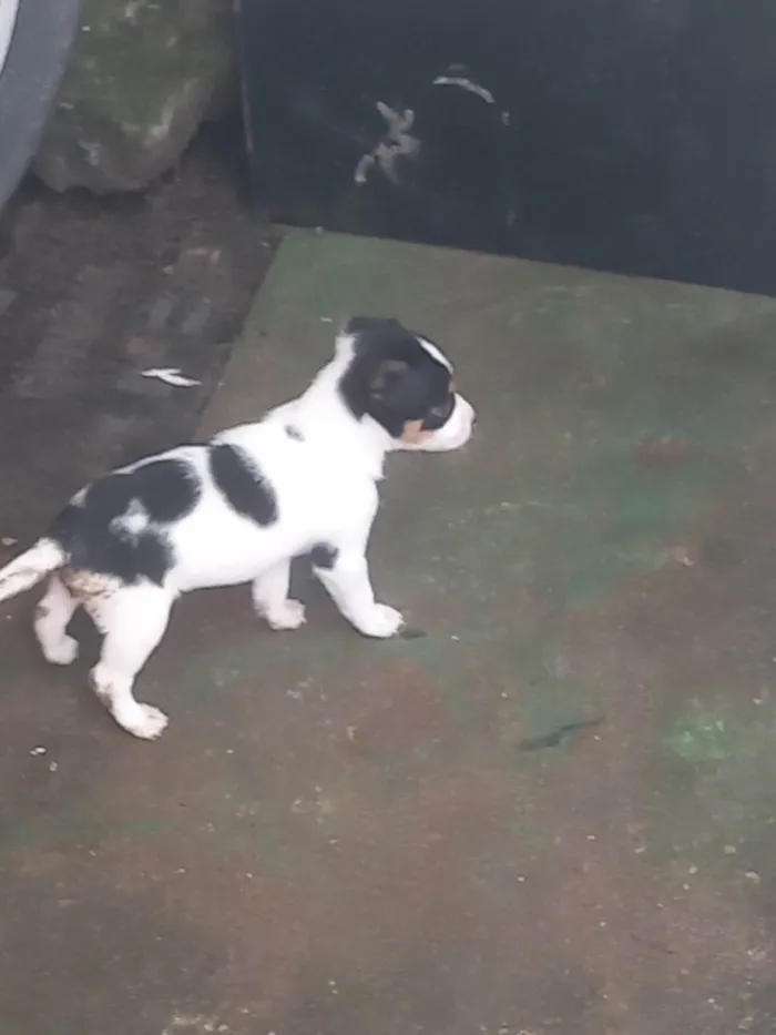 Cachorro ra a SRD-ViraLata idade 2 a 6 meses nome Jake