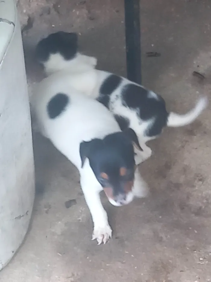 Cachorro ra a SRD-ViraLata idade 2 a 6 meses nome Jake