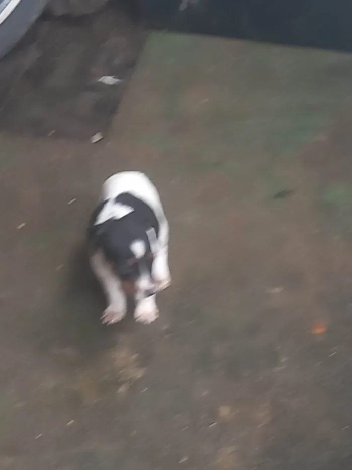 Cachorro ra a SRD-ViraLata idade 2 a 6 meses nome Jake