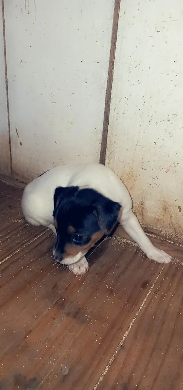 Cachorro ra a SRD-ViraLata idade 2 a 6 meses nome Jake