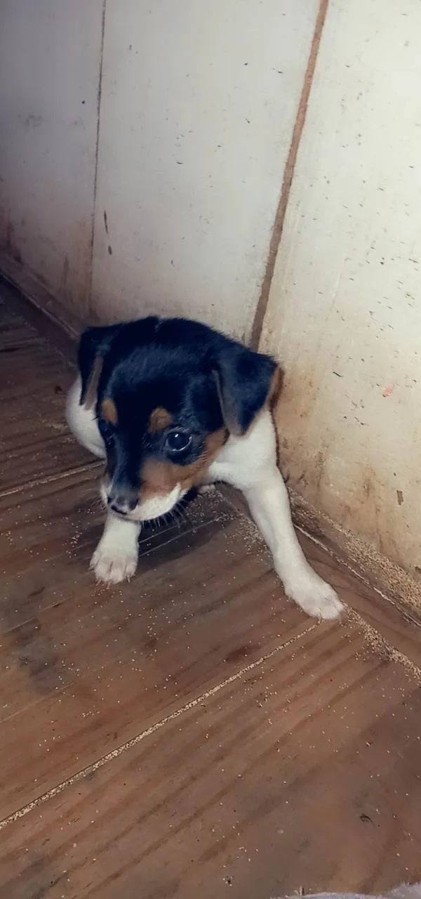 Cachorro ra a SRD-ViraLata idade 2 a 6 meses nome Jake