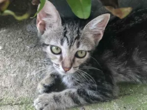 Gato raça SRD-ViraLata idade 2 a 6 meses nome Pandora