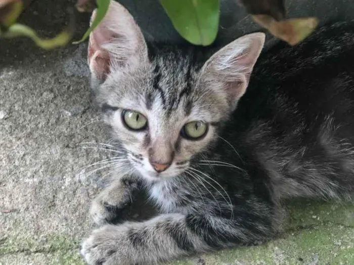 Gato ra a SRD-ViraLata idade 2 a 6 meses nome Pandora