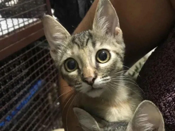 Gato ra a SRD-ViraLata idade 2 a 6 meses nome Lilith