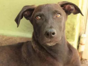 Cachorro raça SRD-ViraLata idade 2 a 6 meses nome THIAGUINHO