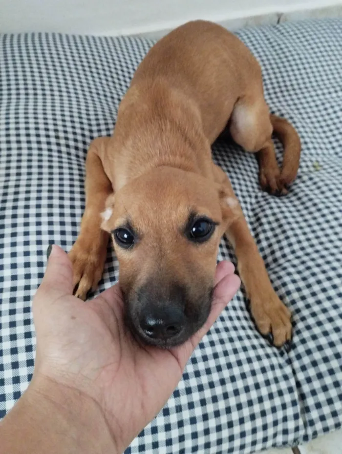 Cachorro ra a SDR VIRA LATA idade 2 a 6 meses nome Caramela