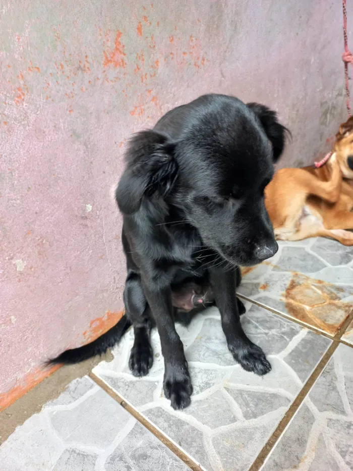 Cachorro ra a Chauchau com pudo idade 2 a 6 meses nome Zeus