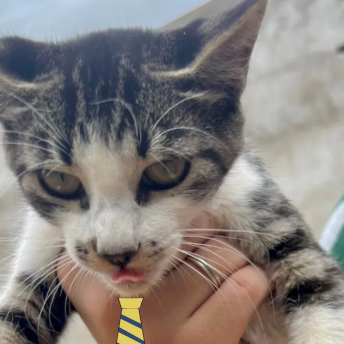 Gato ra a Mestico  idade 2 a 6 meses nome Macho 