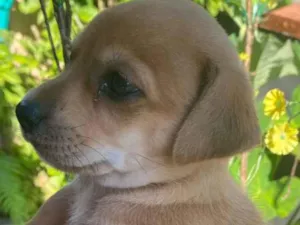 Cachorro raça  Podool com pinther idade Abaixo de 2 meses nome  Não  possui nomes