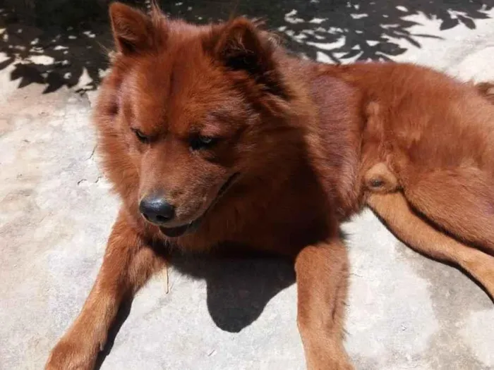 Cachorro ra a Chow Chow idade 6 ou mais anos nome Simba