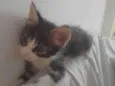 Zoia