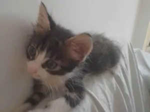 Gato raça Não sei idade Abaixo de 2 meses nome Zoia