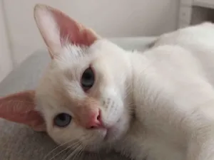 Gato raça SRD-ViraLata idade 2 a 6 meses nome Ragnar 