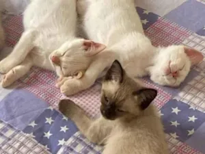 Gato raça SRD-ViraLata idade 2 a 6 meses nome Milk 