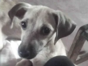 Cachorro raça SRD-ViraLata idade 2 a 6 meses nome Elize, sansão, lize, luck
