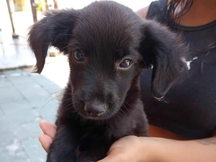 Cachorro ra a SRD idade Abaixo de 2 meses nome Sem nome