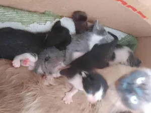 Gato raça SRD-ViraLata idade Abaixo de 2 meses nome Não definido