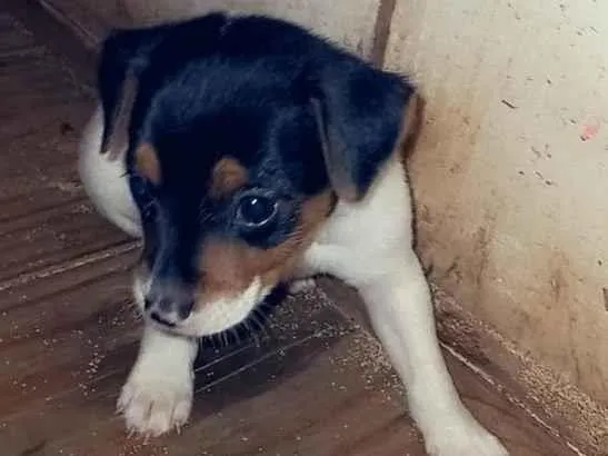 Cachorro ra a SRD-ViraLata idade 2 a 6 meses nome Jake