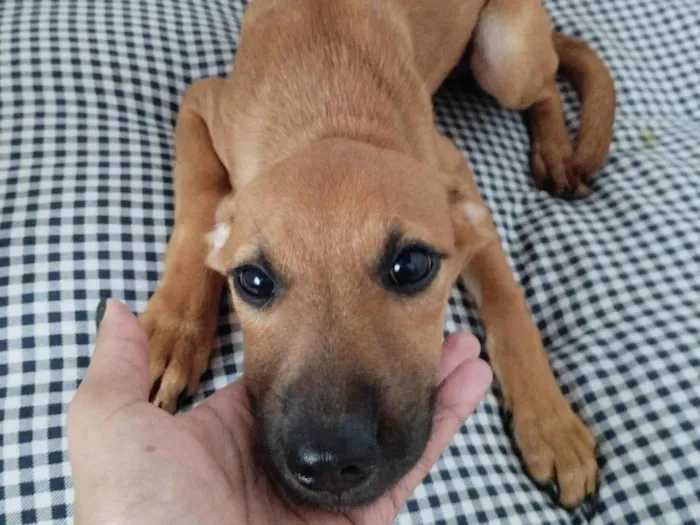 Cachorro ra a SDR VIRA LATA idade 2 a 6 meses nome Caramela