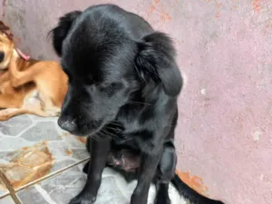 Cachorro raça Chauchau com pudo idade 2 a 6 meses nome Zeus