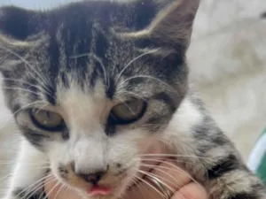 Gato raça Mestico  idade 2 a 6 meses nome Macho 