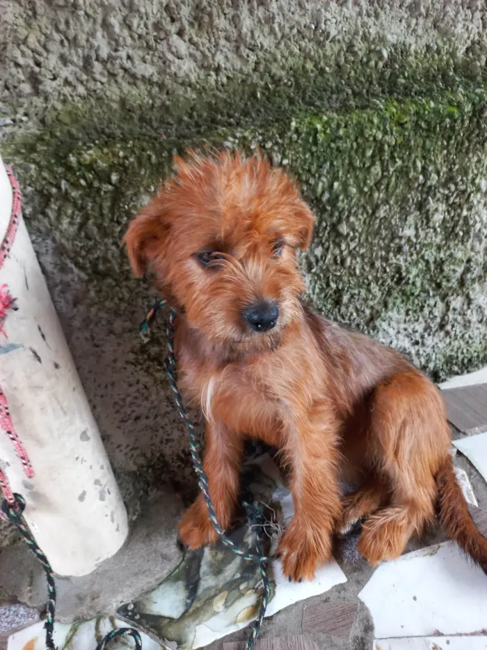 Cachorro ra a Chauchau com pudou idade 2 a 6 meses nome Belinha