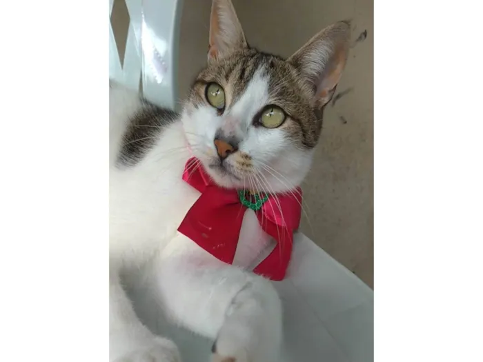 Gato ra a SRD-ViraLata idade 1 ano nome Iris