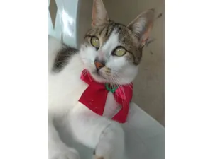 Gato raça SRD-ViraLata idade 1 ano nome Iris