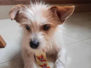 Cachorro raça SRD-ViraLata idade 7 a 11 meses nome Sem nome