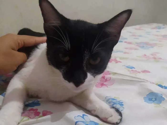 Gato ra a SRD-ViraLata idade 2 a 6 meses nome Coral