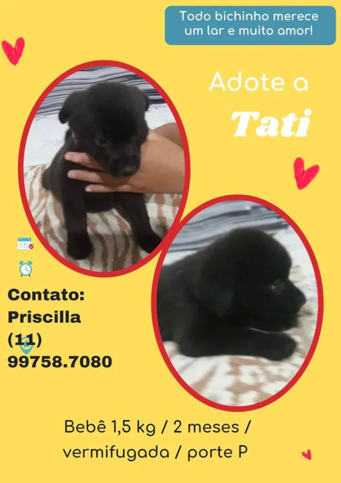 Cachorro raça SRD idade 2 a 6 meses nome Tati
