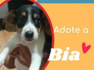 Cachorro raça SRD idade 2 a 6 meses nome Bia