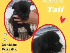 Cachorro raça SRD idade 2 a 6 meses nome Tati