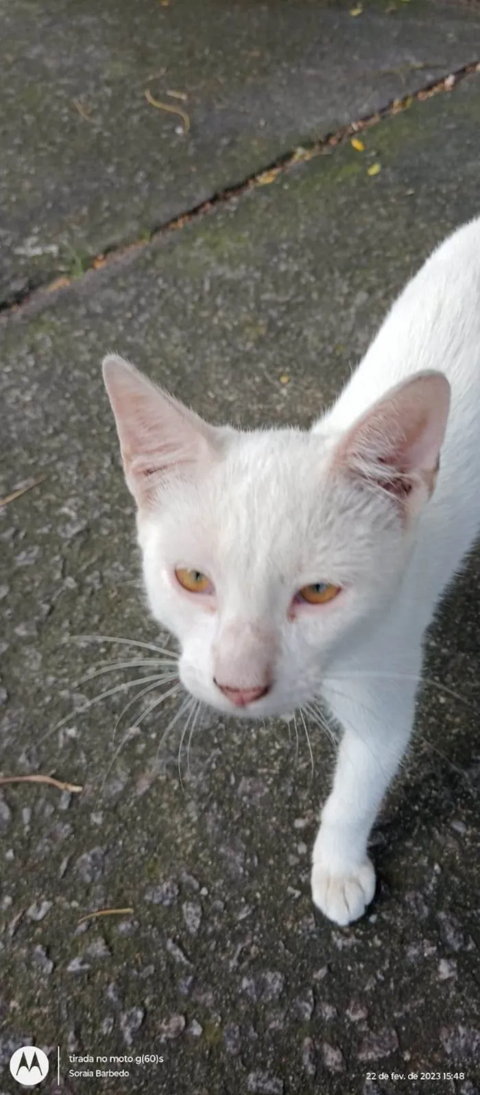 Gato ra a SRD-ViraLata idade 2 a 6 meses nome Branquinho