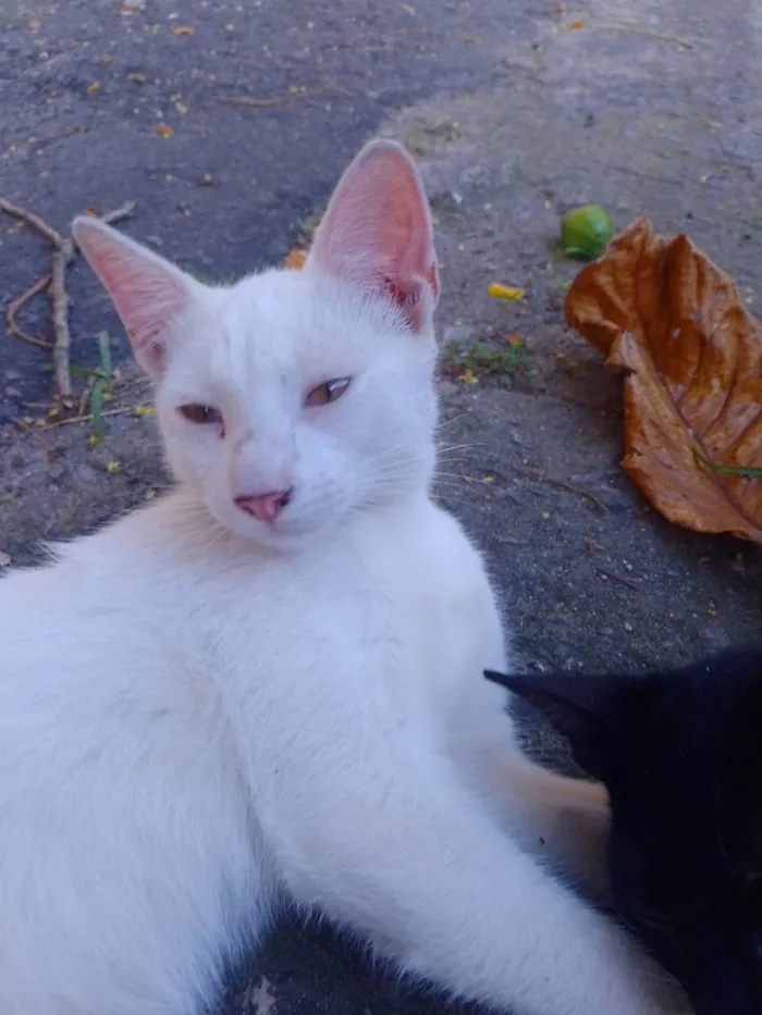 Gato ra a SRD-ViraLata idade 2 a 6 meses nome Branquinho