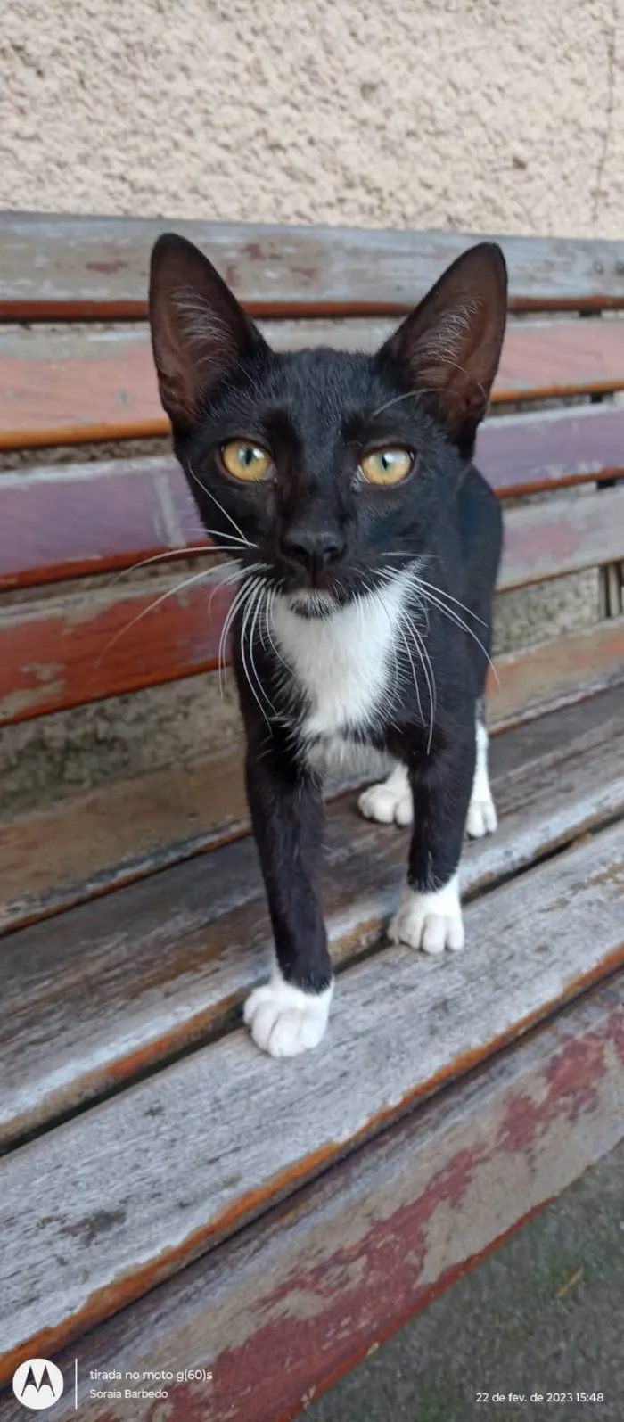 Gato ra a SRD-ViraLata idade 2 a 6 meses nome Pretinho 