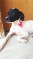 Maya