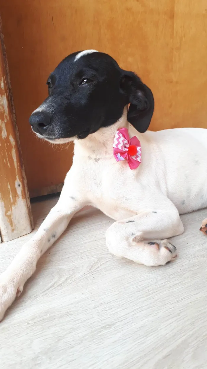Cachorro ra a SRD-ViraLata idade 2 a 6 meses nome Maya