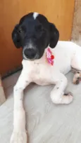 Maya