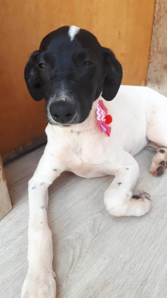 Cachorro ra a SRD-ViraLata idade 2 a 6 meses nome Maya