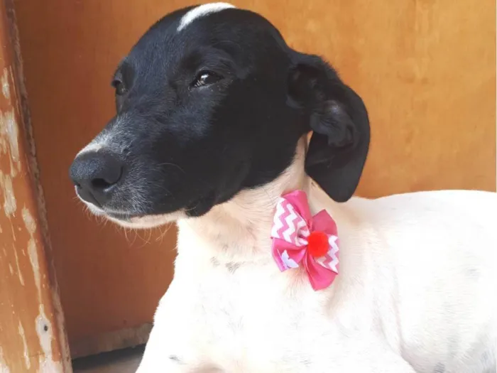Cachorro ra a SRD-ViraLata idade 2 a 6 meses nome Maya