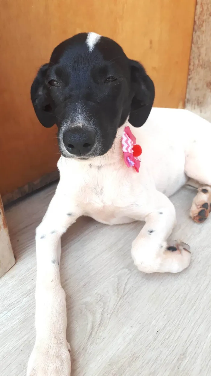 Cachorro ra a SRD-ViraLata idade 2 a 6 meses nome Maya