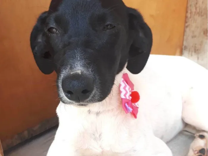 Cachorro ra a SRD-ViraLata idade 2 a 6 meses nome Maya