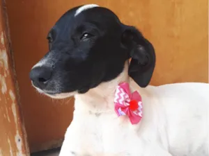 Cachorro raça SRD-ViraLata idade 2 a 6 meses nome Maya