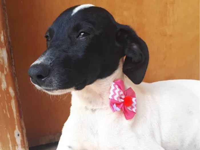 Cachorro ra a SRD-ViraLata idade 2 a 6 meses nome Maya